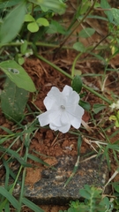 Ipomoea pes-tigridis