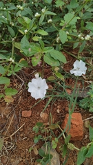 Ipomoea pes-tigridis