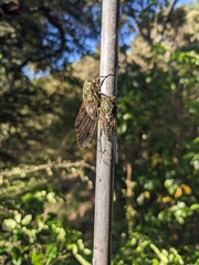 Amphipsalta