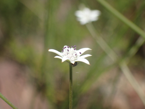 Image of Alepidea peduncularis by (c) Mahomed Desai, some rights reserved (CC BY)