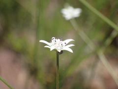 Alepidea peduncularis