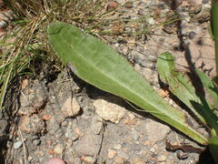 Alepidea peduncularis