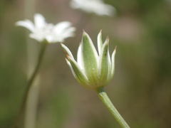 Alepidea peduncularis