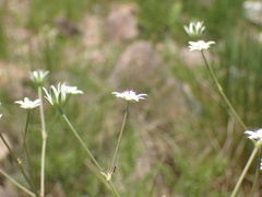 Alepidea peduncularis