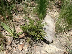 Senecio rhyncholaenus
