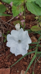 Ipomoea pes-tigridis