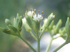 Senecio rhyncholaenus