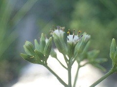Senecio rhyncholaenus