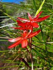 Hesperantha coccinea