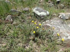 Oedera pungens angustifolia