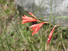 Tritonia disticha