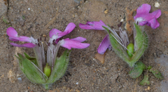 Microbotryum silenes-dioicae