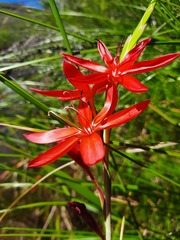 Hesperantha coccinea