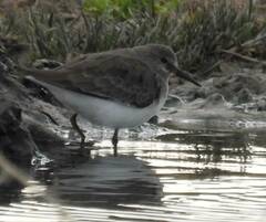 Calidris temminckii