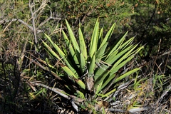 Agave karwinskii