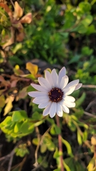 Dimorphotheca fruticosa