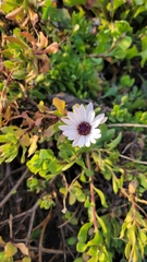 Dimorphotheca fruticosa