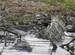 Calidris temminckii