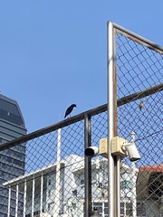 Acridotheres grandis