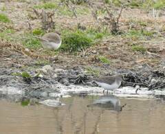 Calidris temminckii