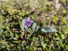 Viola inconspicua