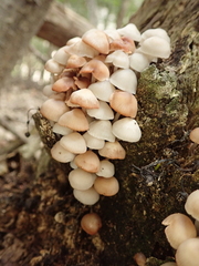 Mycena laevigata