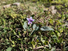 Viola inconspicua