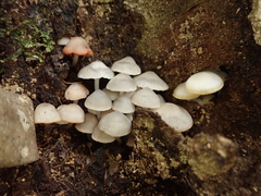 Mycena laevigata