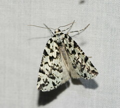 Archephanes zalosema