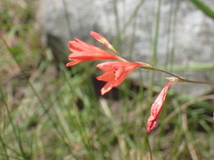 Tritonia disticha