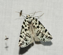 Archephanes zalosema