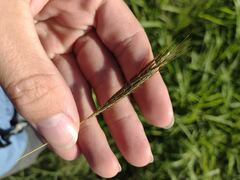 Bothriochloa pertusa