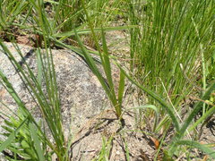 Tritonia disticha