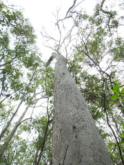 Eucalyptus exserta