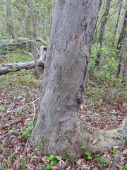Eucalyptus exserta
