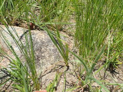 Tritonia disticha
