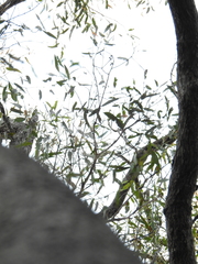 Eucalyptus exserta
