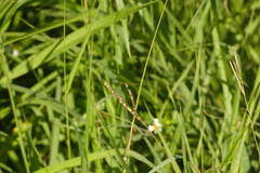 Paspalum fimbriatum
