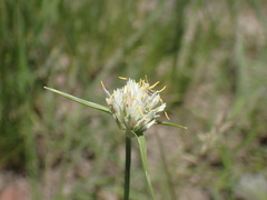 Cyperus niveus leucocephalus