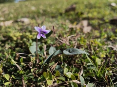 Viola inconspicua