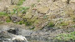 Gallinago gallinago