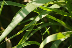 Urochloa plantaginea