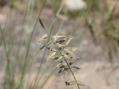Eragrostis racemosa
