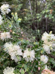 Melaleuca squarrosa