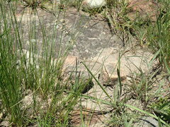 Eragrostis racemosa