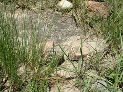 Eragrostis racemosa