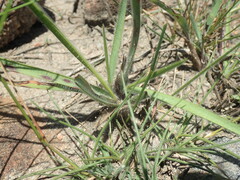 Eragrostis racemosa