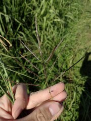 Dichanthium annulatum annulatum