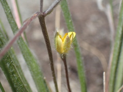Hypoxis filiformis