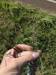 Eragrostis barrelieri